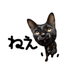 猫もこんな風に話す（個別スタンプ：9）