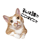 猫もこんな風に話す（個別スタンプ：10）