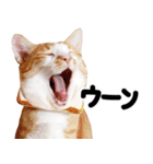 猫もこんな風に話す（個別スタンプ：11）