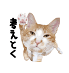 猫もこんな風に話す（個別スタンプ：12）