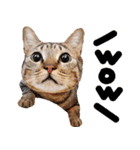 猫もこんな風に話す（個別スタンプ：13）
