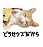 猫もこんな風に話す（個別スタンプ：14）