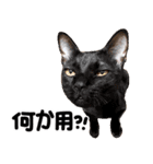 猫もこんな風に話す（個別スタンプ：15）