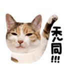 猫もこんな風に話す（個別スタンプ：16）