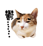 猫もこんな風に話す（個別スタンプ：17）
