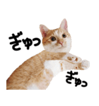 猫もこんな風に話す（個別スタンプ：18）