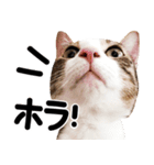 猫もこんな風に話す（個別スタンプ：19）