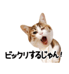 猫もこんな風に話す（個別スタンプ：20）