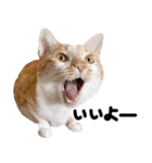 猫もこんな風に話す（個別スタンプ：21）