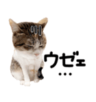 猫もこんな風に話す（個別スタンプ：22）