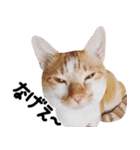 猫もこんな風に話す（個別スタンプ：23）
