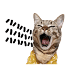 猫もこんな風に話す（個別スタンプ：24）