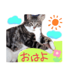 ぶちこと愉快な仲間達（個別スタンプ：1）