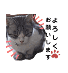 ぶちこと愉快な仲間達（個別スタンプ：4）