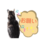 ぶちこと愉快な仲間達（個別スタンプ：5）