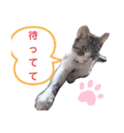 ぶちこと愉快な仲間達（個別スタンプ：7）
