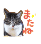 ぶちこと愉快な仲間達（個別スタンプ：10）