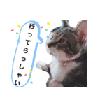 ぶちこと愉快な仲間達（個別スタンプ：14）