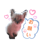 ぶちこと愉快な仲間達（個別スタンプ：15）