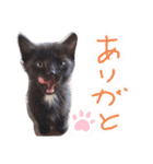 ぶちこと愉快な仲間達（個別スタンプ：17）