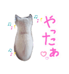 ぶちこと愉快な仲間達（個別スタンプ：20）
