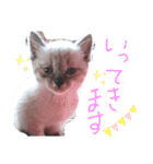 ぶちこと愉快な仲間達（個別スタンプ：22）