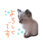 ぶちこと愉快な仲間達（個別スタンプ：23）
