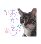 ぶちこと愉快な仲間達（個別スタンプ：24）