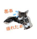 愉快な可愛い仲間達（個別スタンプ：9）