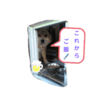 愉快な可愛い仲間達（個別スタンプ：13）