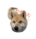愉快な可愛い仲間達（個別スタンプ：20）