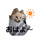 愉快な可愛い仲間達（個別スタンプ：21）