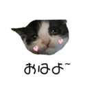 溺愛の猫ちゃん（個別スタンプ：1）