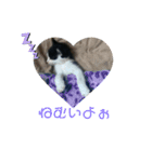 溺愛の猫ちゃん（個別スタンプ：2）