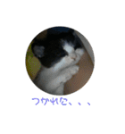 溺愛の猫ちゃん（個別スタンプ：4）