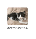 溺愛の猫ちゃん（個別スタンプ：5）
