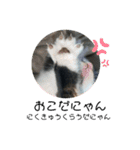 溺愛の猫ちゃん（個別スタンプ：6）