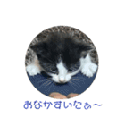 溺愛の猫ちゃん（個別スタンプ：8）