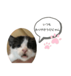 溺愛の猫ちゃん（個別スタンプ：10）