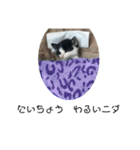 溺愛の猫ちゃん（個別スタンプ：12）