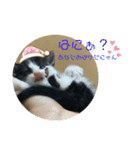 溺愛の猫ちゃん（個別スタンプ：13）