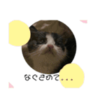 溺愛の猫ちゃん（個別スタンプ：14）