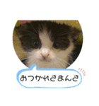 溺愛の猫ちゃん（個別スタンプ：15）