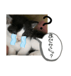 溺愛の猫ちゃん（個別スタンプ：16）