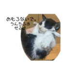 溺愛の猫ちゃん（個別スタンプ：17）