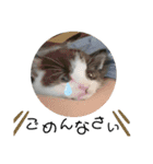 溺愛の猫ちゃん（個別スタンプ：18）