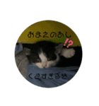 溺愛の猫ちゃん（個別スタンプ：19）