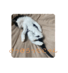 溺愛の猫ちゃん（個別スタンプ：21）