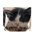 溺愛の猫ちゃん（個別スタンプ：22）