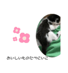 溺愛の猫ちゃん（個別スタンプ：23）